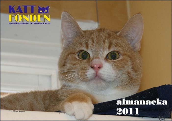 Foto: Linda Ringberg, Kattfonden/ Solgläntans
