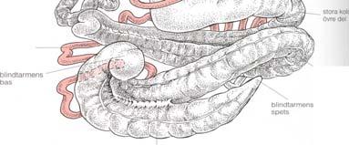 Furugren Hästens digestion Ur: Allt om hästen ursprung, biologi,