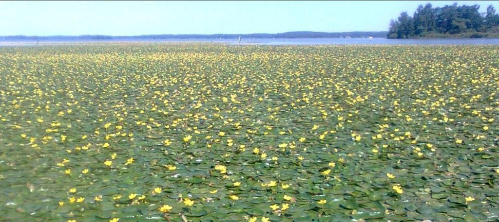 Bakgrund Sjögull är en främmande art bland vattenväxter i Sverige som sprider sig med snabb takt i Mälaren utanför Kungsör.