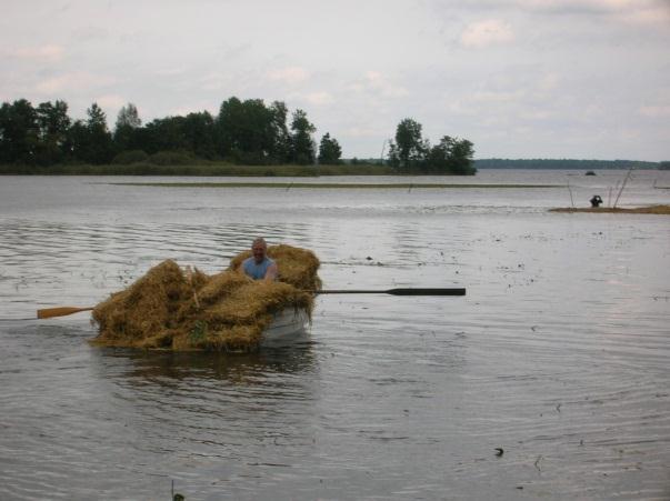 Bild 4: Halmpaketen iordningställdes på stranden och fraktades ut med roddbåt. Bild 5: Eftersom halmen flöt till en början trots tyngderna förankrades paketen med käppar i botten.