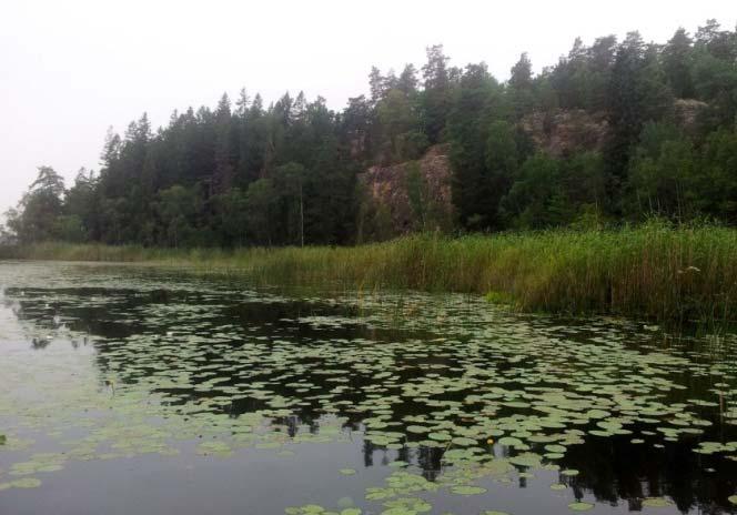 Stora Skogssjön Stora Skogssjön inventerades den 30 juli med tio transekter, figur 8, tabell 7 samt bilaga och 2. Sjön ligger i Botkyrka kommun och har en area på 0,73 km 2.