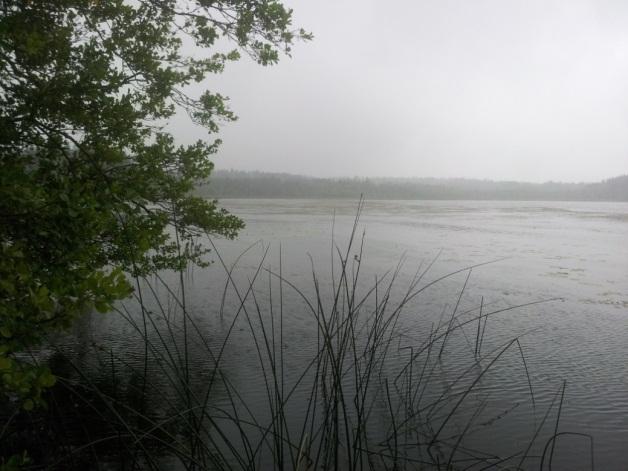 Lilla Skogssjön Lilla Skogssjön inventerades den 30 juli med sju transekter, figur 9, tabell 8 samt bilaga och 2. Sjön ligger i Botkyrka kommun och har en area på 0,62 km 2.
