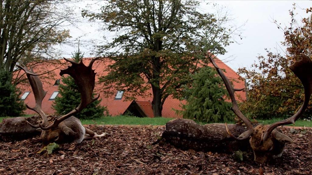 Vi har härmed nöjet att offerera en fantastisk premiumjakt på dovhjort till södra Ungern på ett revir på ca: 10 000 Ha med blandad biotop av skog och stora gräsfält.