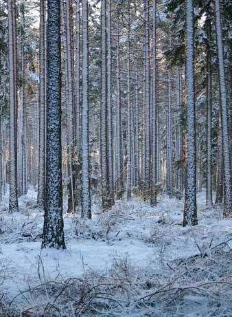 SKOGSBRUKSSTANDARD Skogsbruksstandard 1. Aktivt ekonomiskt skogsbruk Skogsbruket ska bedrivas aktivt, ekonomiskt och uthålligt i enlighet med lagstiftningen.