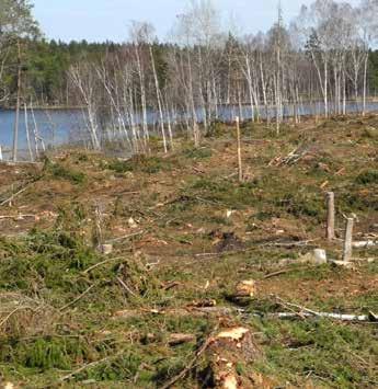 MILJÖSTANDARD 2. Hantering av arter Hänsyn ska i första hand tas till arter som är hotade eller missgynnade (enligt föreskrifter i Skogsvårdslagen).