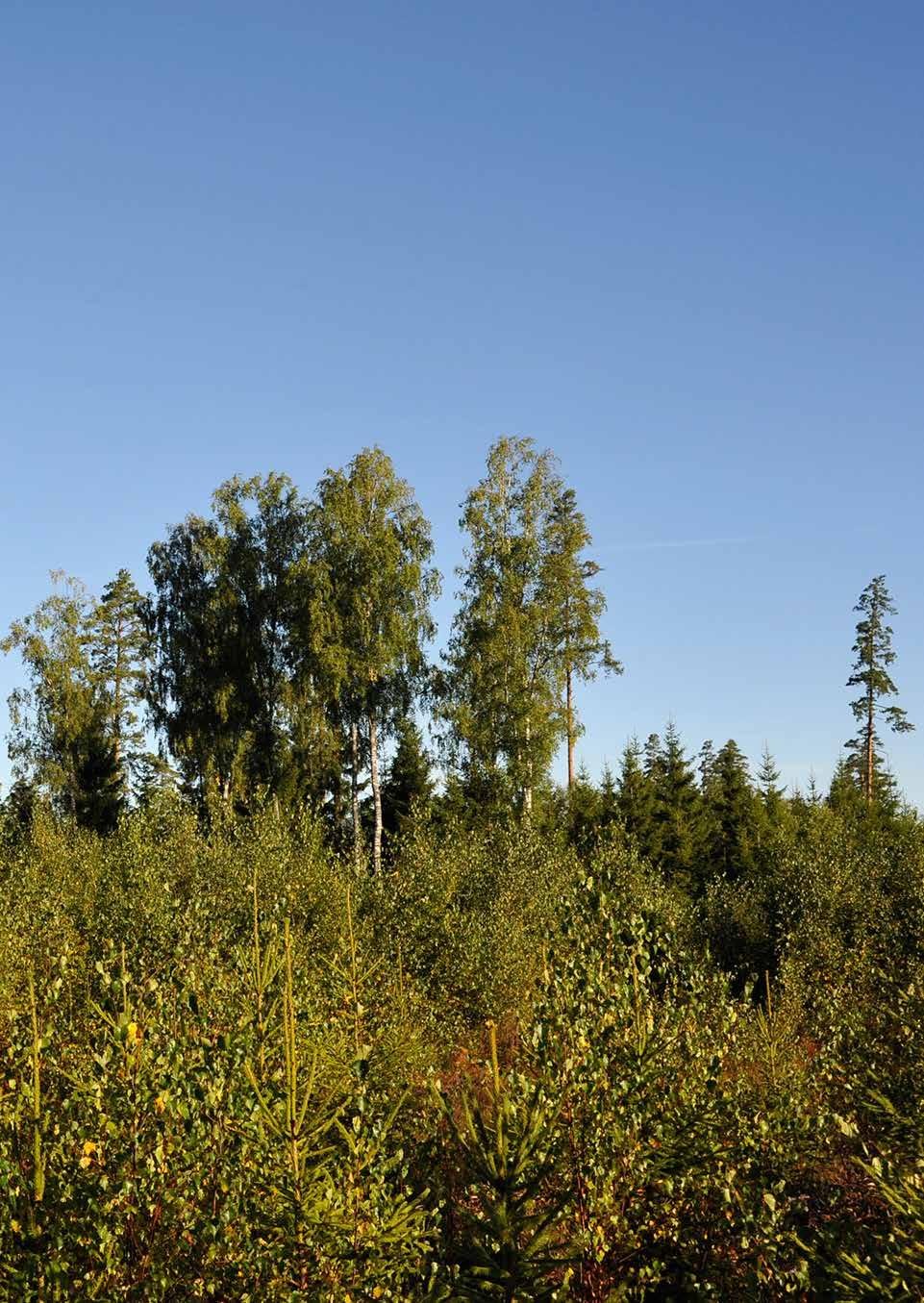 MILJÖSTANDARD En trädgrupp har sparats för att på sikt utveckla högre