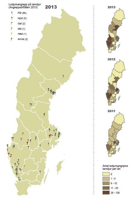 Figur 6. Angreppstillfällen orsakade av lodjur på tamdjur (exklusive renar och hundar) under 2013, samt 2012 och 2011.