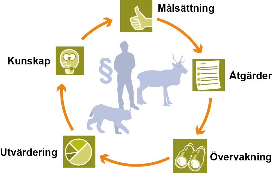 inhämtar ny kunskap om rovdjuren, bytesdjuren och även fortlöpande utvärderar effekterna av genomförda förvaltningsåtgärder samt återför vunna erfarenheter in i den framtida förvaltningen.