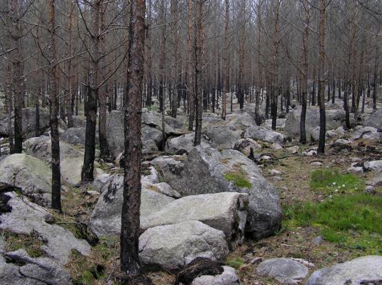 Inventering och resultat Brandfältet i Hovmantorp Ekologa besökte brandfältet vid Hovmantorp, som eldhärjades den 7 juni 2008, för att inventera brandnäva och svedjenäva den 16, 17 och 20 juli 2009.