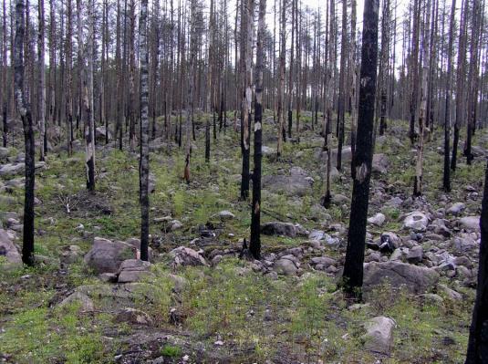 De markkemiska förhållandena vid brandområdet vid Hammarbygöl bedömdes som generellt sura (lågt ph) och näringsfattiga.