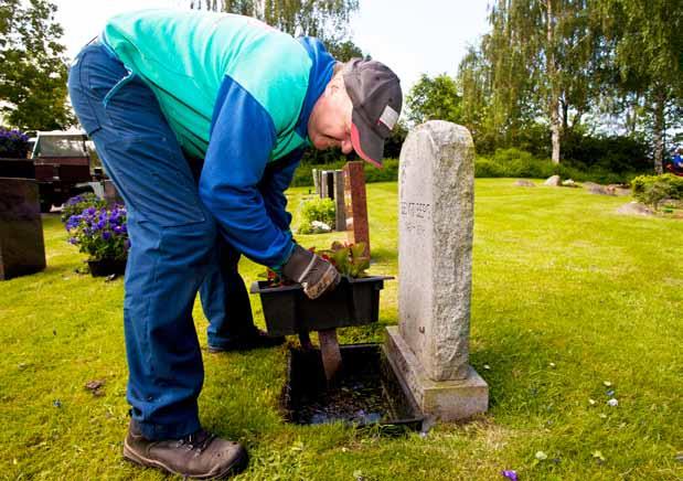 Dekoration till gravsmyckningsdagen eller jul. Granristäckning.