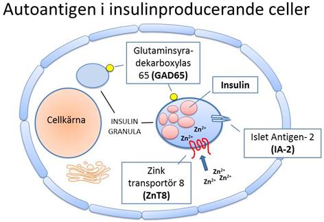 Figur 2. Schematisk bild över beta-cellen och dess autoantigen som kroppen bildar autoantikroppar mot (Skärstrand 2014). 1.