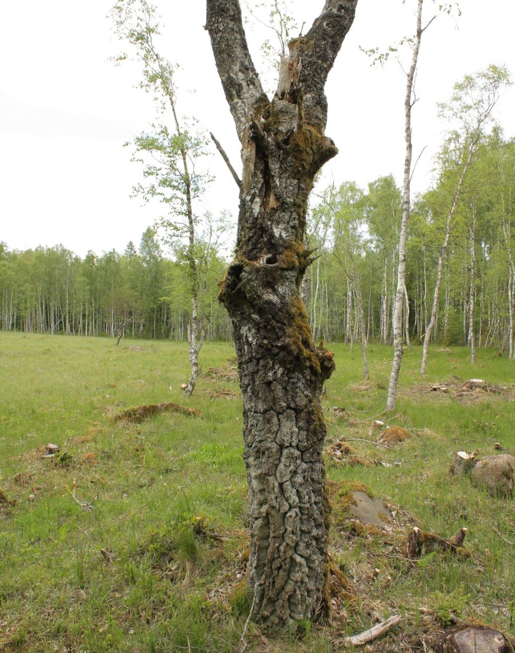 Fråga före utan att det ser tråkigt ut. Istället kommer betesmarkskaraktären fram omedelbart. Den mark du tänker restaurera kan kräva extra hänsyn p.g.a. höga natur- eller kulturvärden.