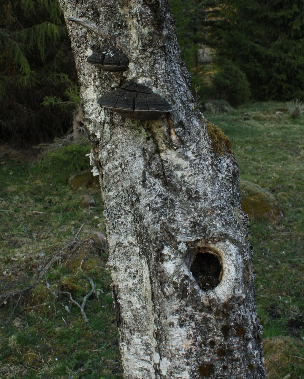 Det finns nästan alltid andra delar som passar utmärkt för restaurering på dina marker Spara döda stammar och grova grenar. Spara de äldsta träden. Detta är en björk som varit hamlad.