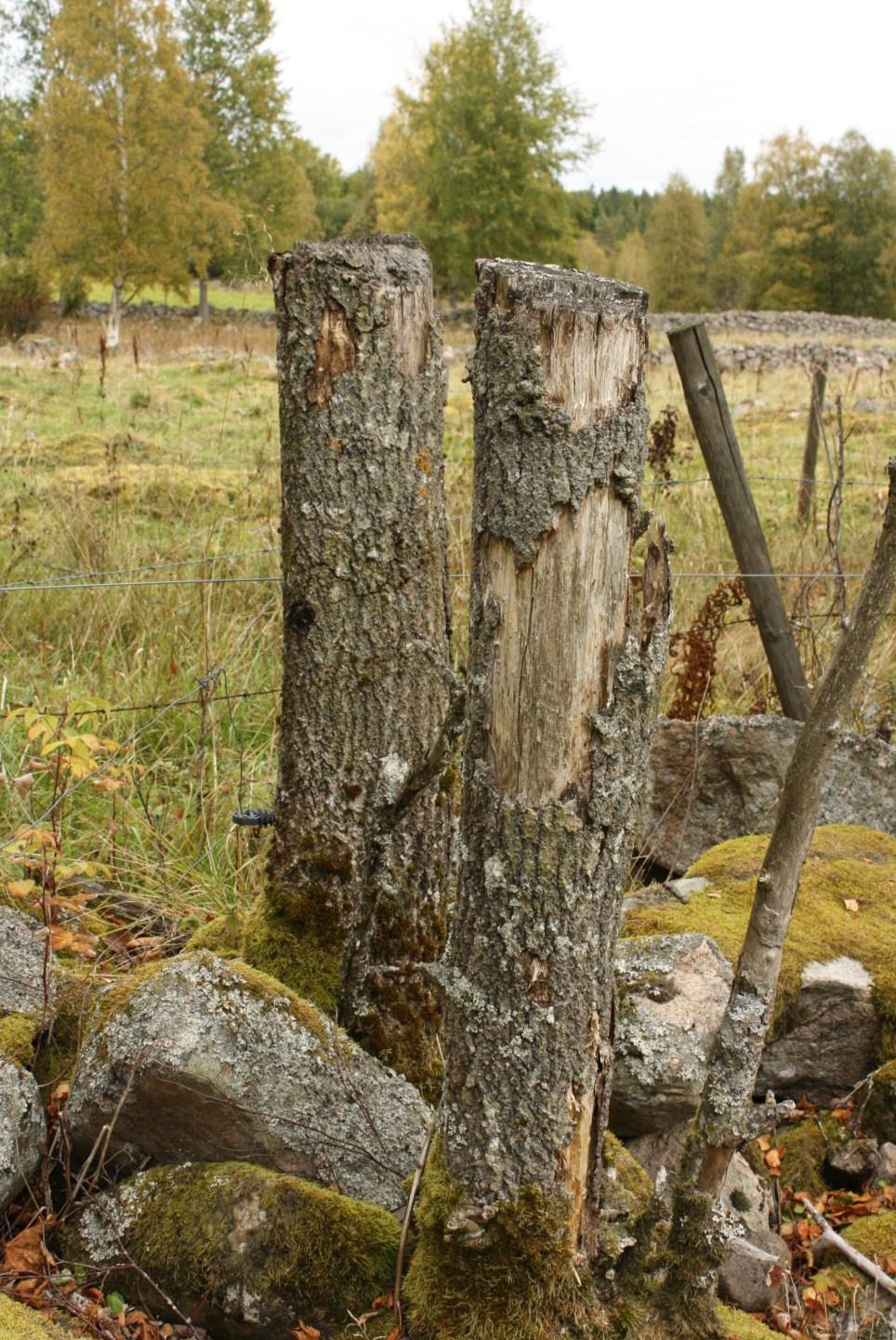 De träd som inte överlever topphuggning ger högstubbar som är mycket värdefulla för insektsliv m.m. Trädarter som skjuter mycket rotskott, som asp, kan också gärna topphuggas för att det minskar mängden rotskott jämfört med om du tar låga stubbar.