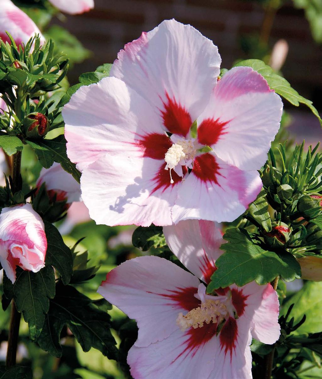 SOMMAR 2014En tidning från Blekingeplantan i Nättraby med erbjudande och trädgårdskunskap Spara 62:-/st 98:- Frilandshibiskus. Hibiscus Syriacus. Ord.