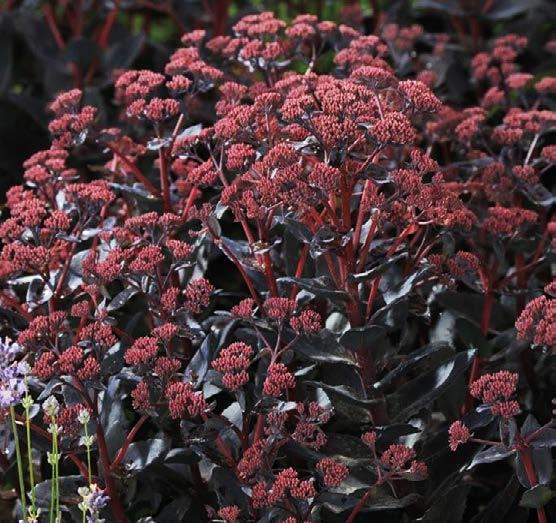 Rödbladig kärleksört. Sedum Jose Aubergine.