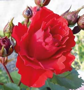 Blommar kontinuerligt. En av de bästa röda sorterna. Höjd: 80 cm. Zon: 1-5.