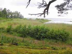 Trädskiktet på stranden permanentas Sedan 29 har det skett en signifikant ökning av små och medelstora träd. På bara tre år har småträden ökat med 56 procent och medelhöga träd med 66 procent.