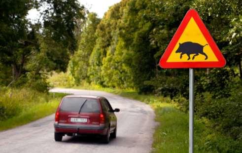 Vildsvin och trafik Antalet trafikolyckor orsakade av vildsvin i Örebro fortsätter att öka. År 2015 registrerades 152 vildsvinsolyckor i länet (se figur 2).
