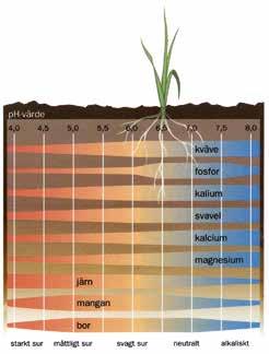 Växtnäring Olika grödors krav på ph Korn, vete, oljeväxter, klöver, ärter och åkerbönor trivs bäst vid ett ph omkring 6,5 medan havre, råg, gräs och potatis klarar ett ph runt 6,0.