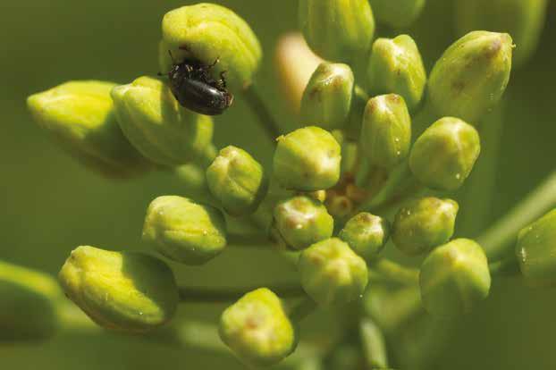 Avaunt bekämpar även pyretroidresistenta rapsbaggar. DuPont Sverige AB, www.dupont.