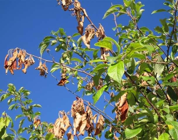 Blom- och grentorka Blom- och grentorka kan angripa flera olika slags fruktträd. Angreppen sker på våren när träden blommar.