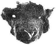 Använding av textil Mask från Hedeby, formad som ett kalvhuvud I de isländska sagorna nämns Hög status