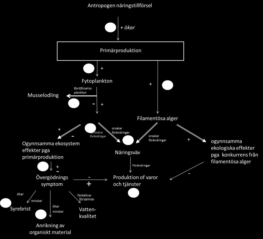 9,10 Sambandet mellan ökad näringstillförsel och musslornas roll i näringsväven för att minska eutrofieringseffekter Figur 3.