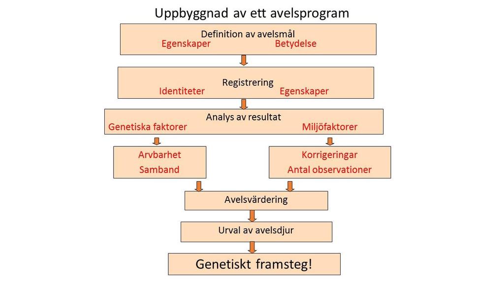 1 Inledning - förutsättningar Avelsplanen är det viktigaste styrdokumentet för avelsarbetet. En regelbunden översyn av avelsplanen bör ske ca vart 5:e år.