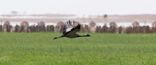 37. Tornfalk Falco tinnunculus Tämligen vanlig. Noterad med enstaka ex så gott som dagligen. Som mest räknades 20 ex in längs vägen den 16/10 38. Rörhöna Gallinula chloropus Tämligen vanlig.