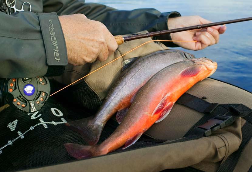 VILT OCH FISK FAKTA AKTUELL FORSKNING OM VILT, FISK OCH FÖRVALTNING Nr 6 2009 Bland tusenbröder och stora kannibaler i fjällsjöar Vad alla med intresse för fiske i fjällen upplevt är att i många av