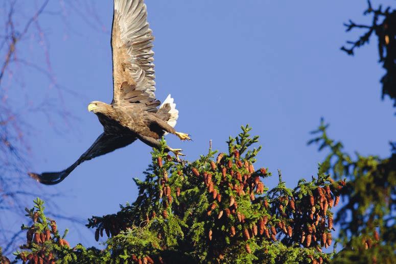 24 Havsörn Haliaeetus albicilla Visst är det kul när det går bra för en art! Vad sägs om 2 347 rapporterade fynd under året, måvara med en del dubbelrapporteringar.