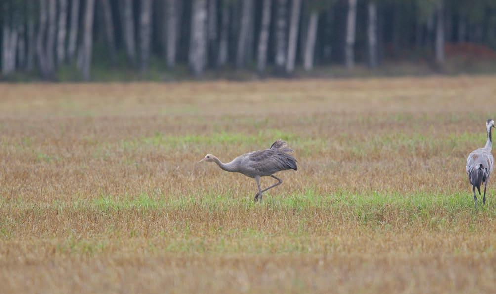 28 Tierpsslätten är en av de bästa rastplatserna för tranor under hösten. I september 2006 rastade 2044 ex som mest. Ni vet väl hur unga tranor låter förresten?