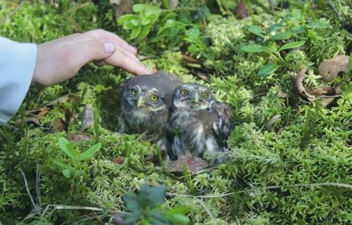 Foto: Ulrik Lötberg Hökuggla Surnia ulula [?; >481; 31] Fjolåret avslutades med en mindre invasion och många valde att stanna kvar in på det nya året. Totalt sågs under vårvintern 29 ex.