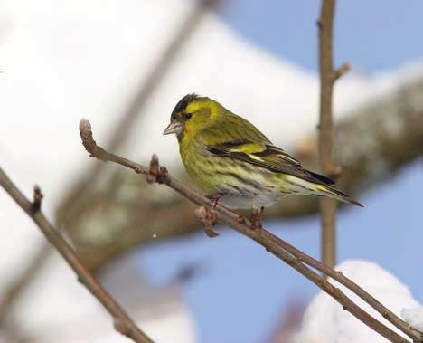 Årets fynd är det andra på 2000-talet; den första sågs sent i november 2000 vid Örskärs fyr. PW/UL Grönfink Carduelis chloris Fem stora flockar (!