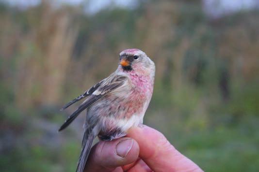 Man måste också ta i beaktande att fågeln på bilden fotograferades i oktober, medan de flesta snösiskor som ses och rapporteras i Uppland ses under vintern, då de har sin ljusare vinterdräkt.