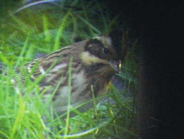 PW/UL Ortolansparv Emberiza hortulana Totalt konstaterades uppskattningsvis 46 sjungande hanar i rapportområdet från 24/4 (ovanligt tidigt) till som senast 2/7.