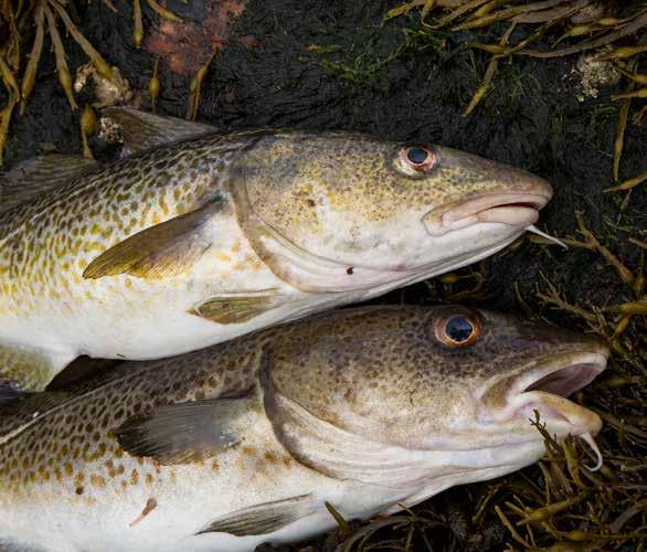 Torsk, fiskeregler och biologi Så här