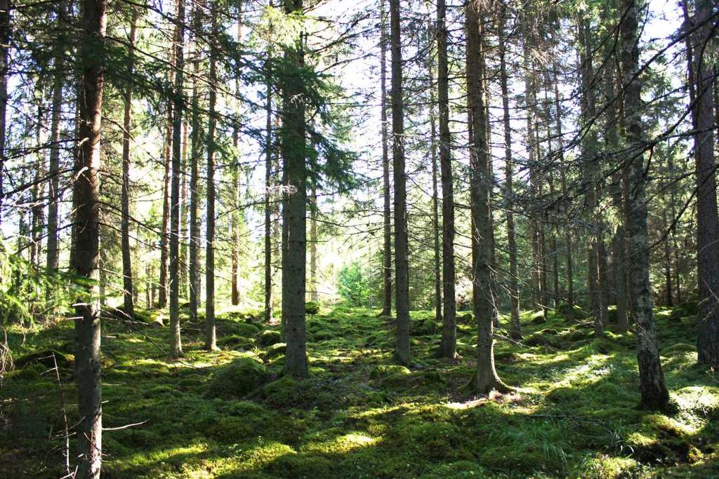 Obebyggd skogsfastighet i nordvästra delen av Enköpings kommun.