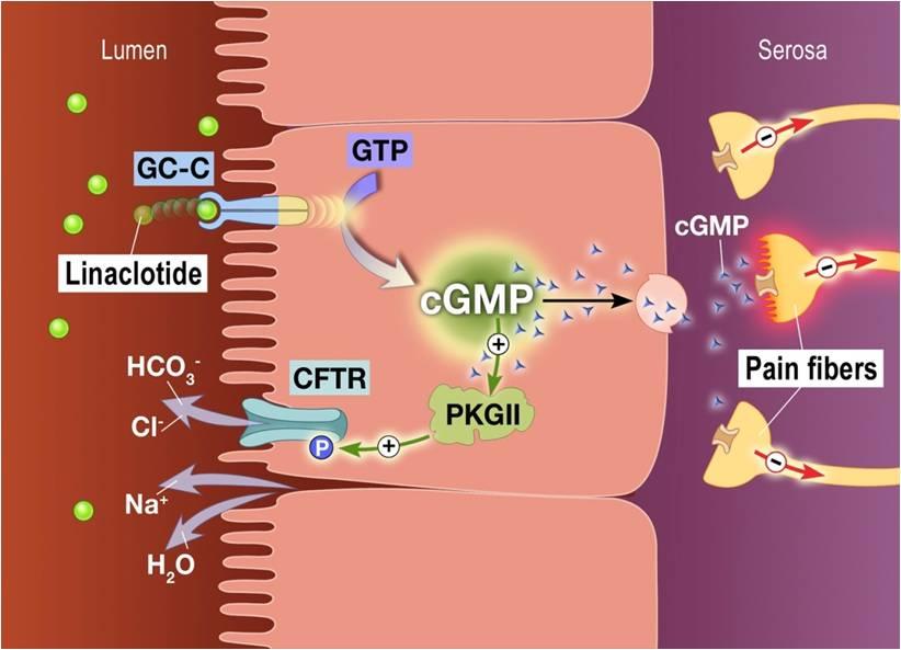 Linaclotide (Constella) En guanylat cyklas- C (GCC) receptoragonist (peptid) Indikation IBS-C Effekt på förstoppning, smärta och