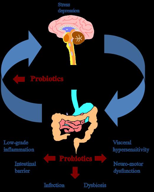 IBS - Probiotika SAHLGRENSKA AKADEMIN McFarland et al WJG