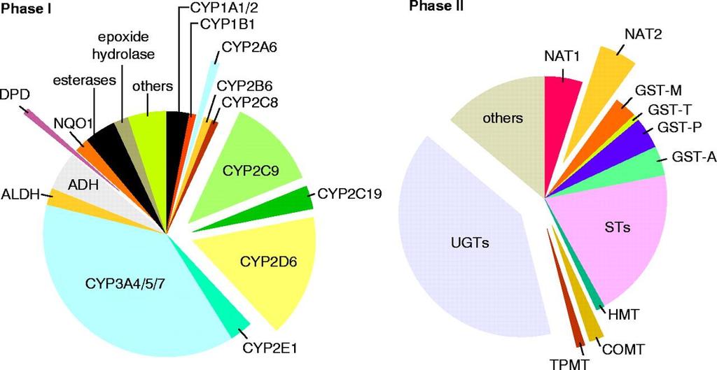 Drug metabolising enzymes From: