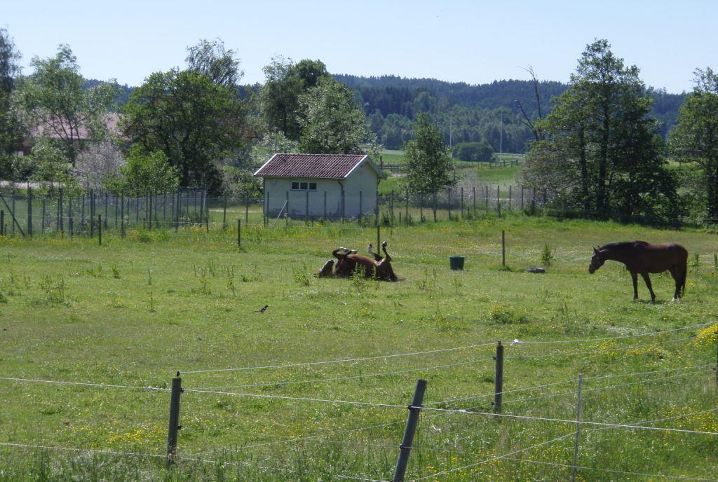 Hästarnas hage sträcker sig in mot brunnsområdet och stängslet går någon till några meter från