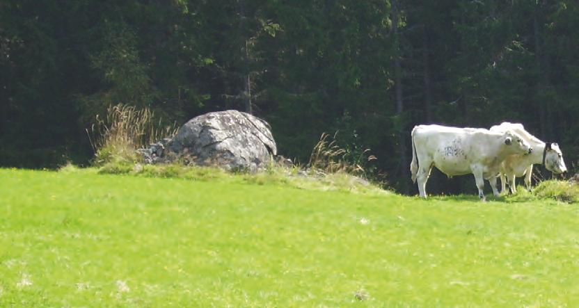 Areal skogsbete 2 15 1 5 Miljömål 21 våtmarkslägen. Det har lett till att det nu finns förutsättningar för att arbeta med några större anläggningsprojekt i länet.