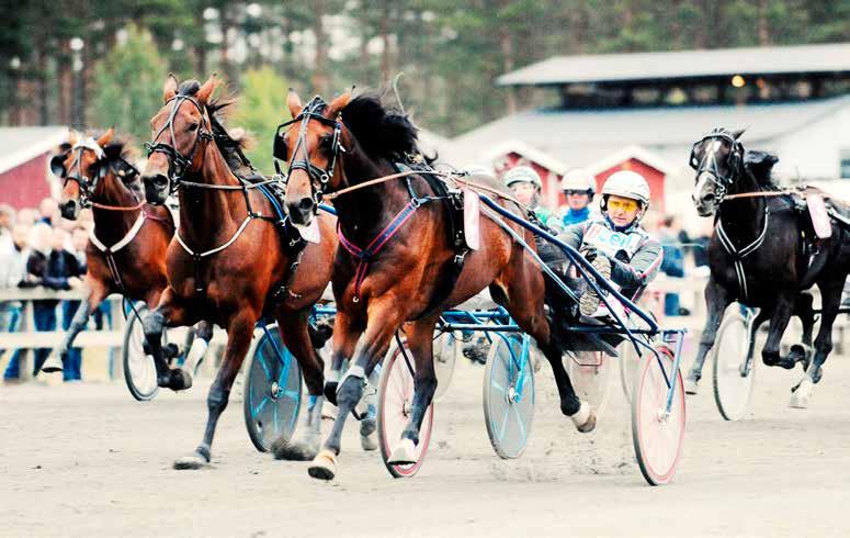 12 Racing News nr 14 19. februar 2016 Vinder Top Of The World i V75? Lørdagens V75-spil afvikles på Bollnäs i det nordlige Sverige.