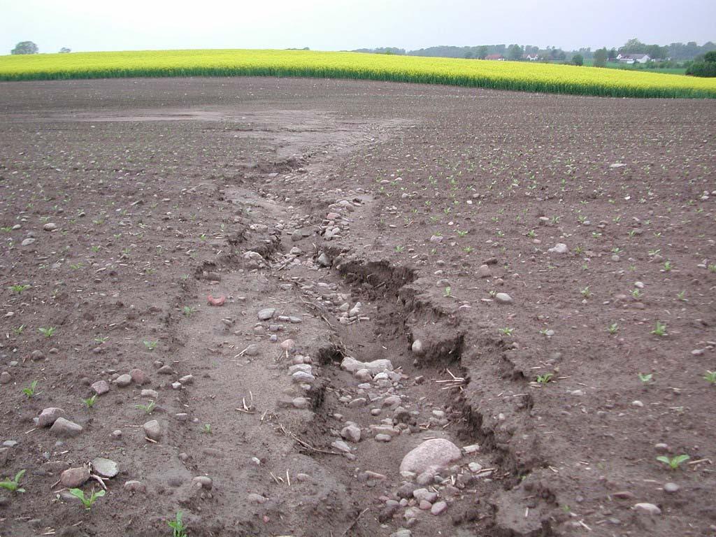 Kraftig erosion i sockerbetsfält trots ganska