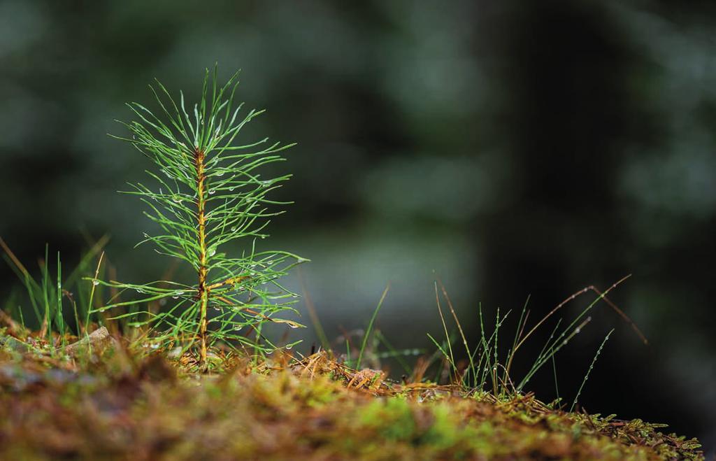 Det börjar här Den här tallen är ung, bara några centimeter hög och växer i en av Hälsinglands djupa skogar, inte långt från vår fönsterfabrik i Edsbyn. Tallens latinska namn är Pinus sylvestris.