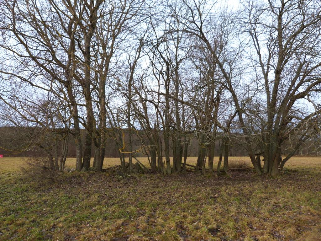 5. Åkerholme med asp och sälg Naturvärdesklass: Påtagligt naturvärde klass 3. Dominerande naturtyp: Skog och träd Biotoper: Åkerholme bevuxen med asp och sälg.