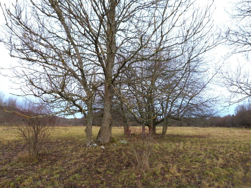 6. Åkerholme med ask och fågelbär Naturvärdesklass: Påtagligt naturvärde klass 3. Dominerande naturtyp: Skog och träd Biotoper: Höjd som ar bevuxen med ask och fågelbär.